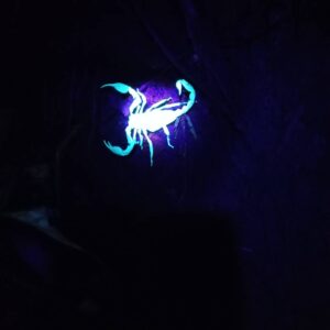 khaosokinnthejunglehostel