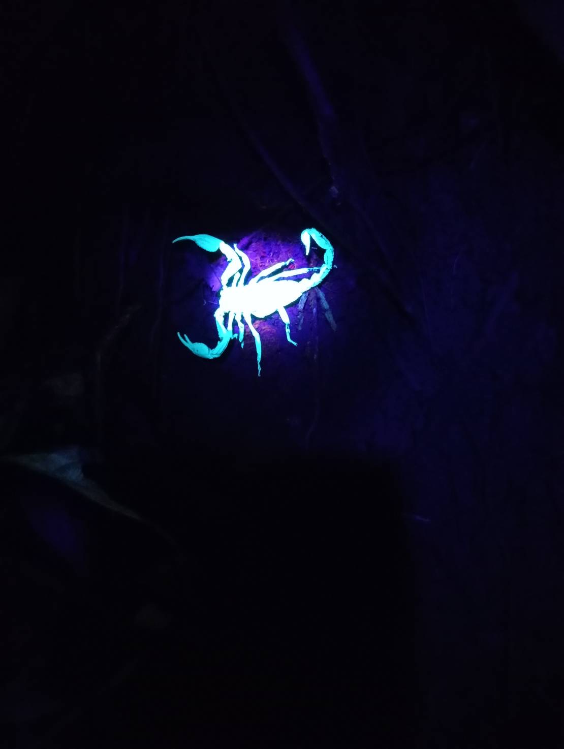 khaosokinnthejunglehostel
